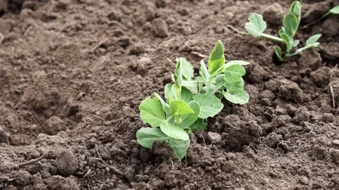 Working on the farm close up. Stock Footage 129771301