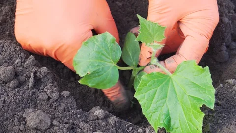 Working on the farm close up. Stock Footage 129771329