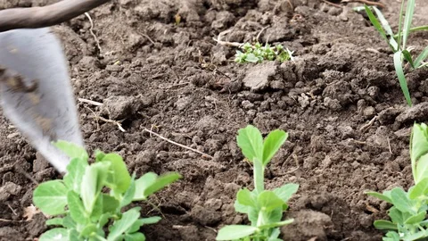 Working on the farm close up. Stock Footage 129771397