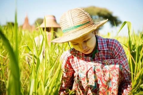 Working in farm Stock Photos