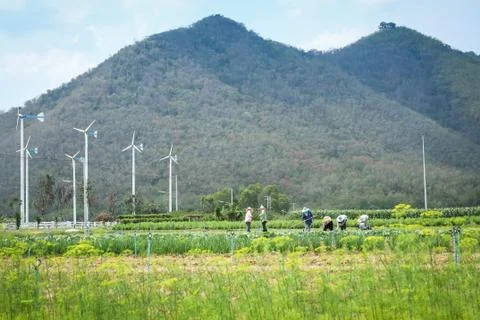 Working in farm Stock Photos