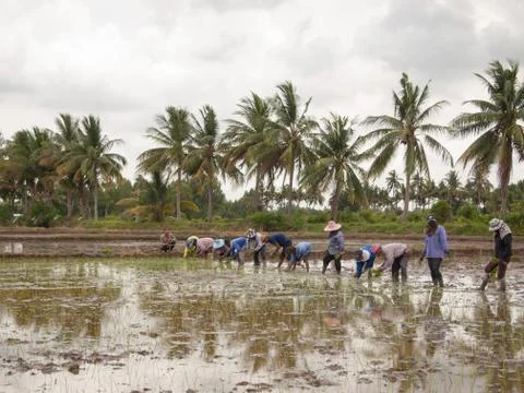 Working farmers Foto stock