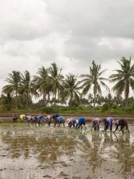 Working farmers Stock Photos