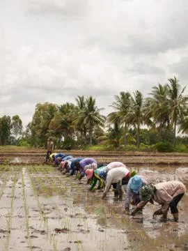 Working farmers Stock Photos