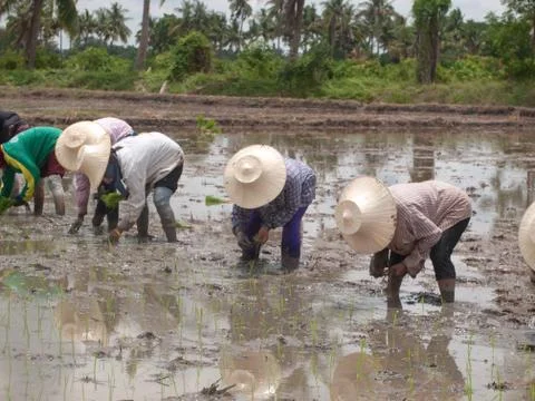 Working farmers Stock Photos