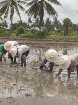 Working farmers Stock Photos