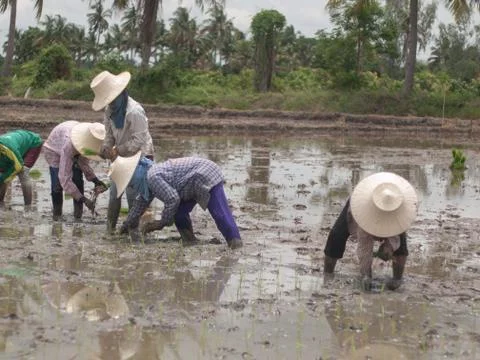 Working farmers Stock Photos