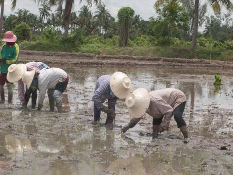 Working farmers Stock Photos