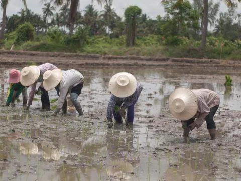Working farmers Stock Photos
