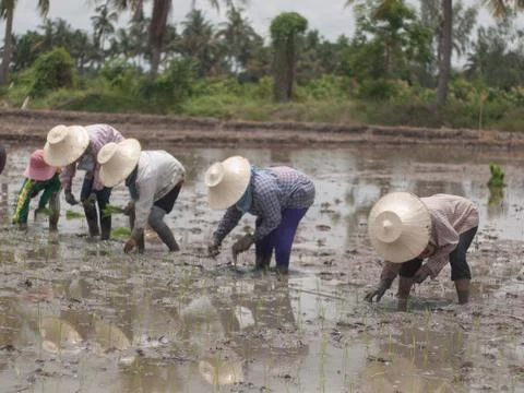 Working farmers Stock Photos