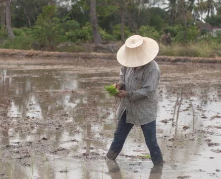 Working farmers Stock Photos