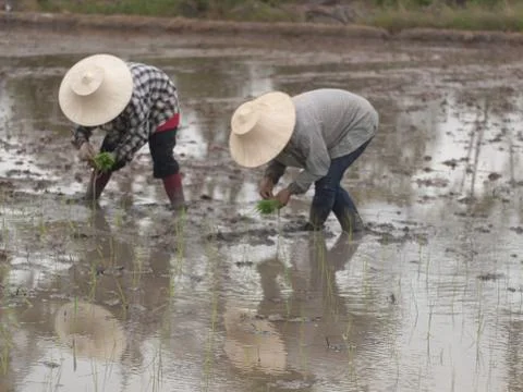 Working farmers Stock Photos