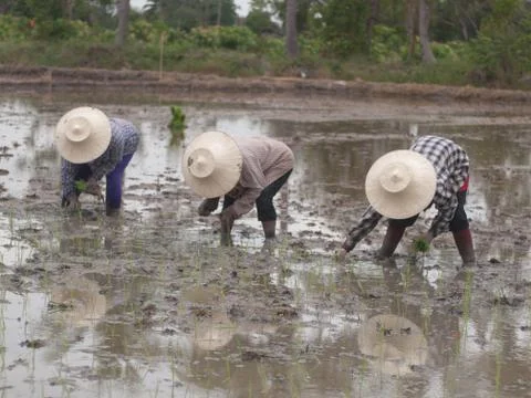 Working farmers Foto stock