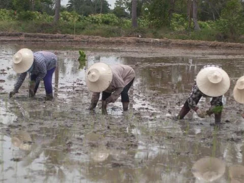 Working farmers Stock Photos