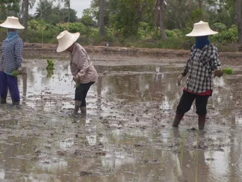 Working farmers Stock Photos