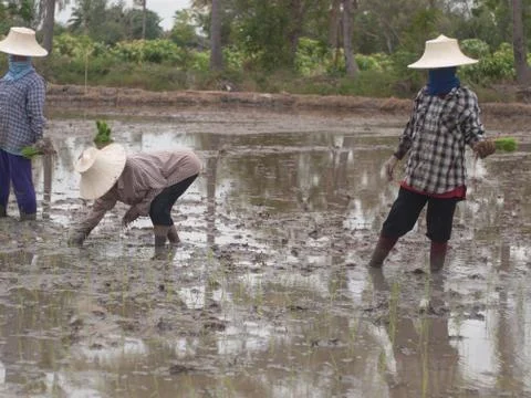 Working farmers Foto stock