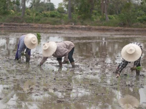Working farmers Stock Photos