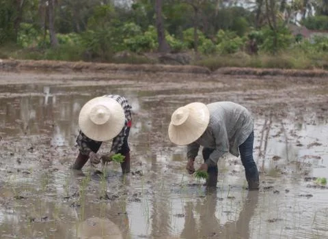 Working farmers Foto stock