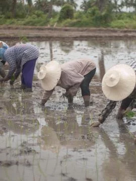 Working farmers Stock Photos