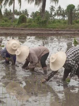 Working farmers Stock Photos