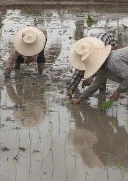 Working farmers Foto stock