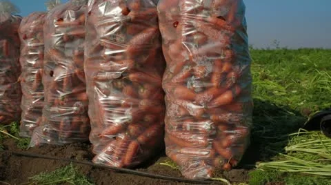 Working On Field: Carrot Crop Stock Footage 22304711