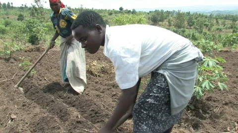 Working in Field Stock Footage