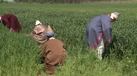 Working in The Field Stock Footage 46104832