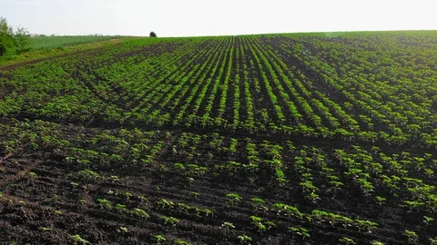 Working Field Stock Footage 92729544