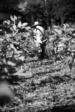 Working in a fig plantation Stock Photos