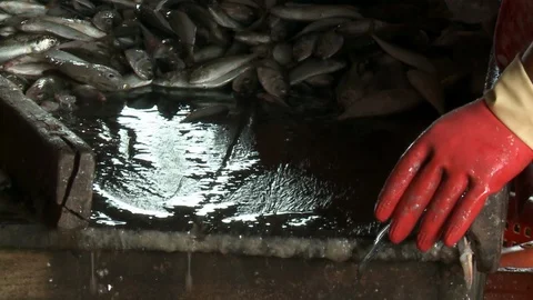 Working at a fish processing facility Video stock 120021558
