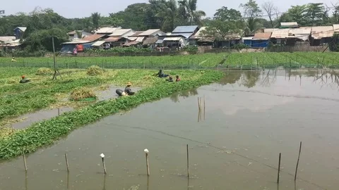 Working in the flooded fields in Myanmar Stock Footage 97678466