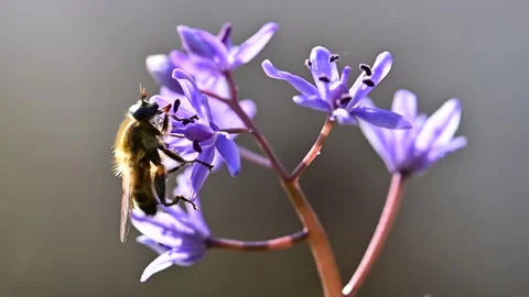 A working fly collecting pollen from blue wildflower Stock Footage 267011554