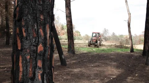 Working at forest after wildfire Stock Footage 45620198