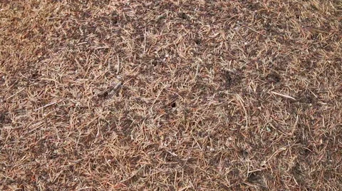 Working forest ants on ant-hill in pine forest in the mountain Vídeo Stock 54800067
