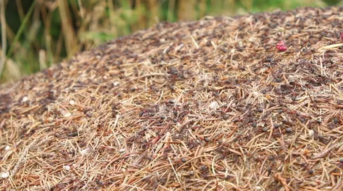 Working forest ants on ant-hill in pine forest in the mountain Stock Footage 54800186