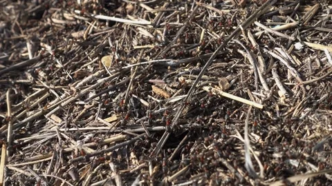 Working Forest ants in anthill Stock Footage 323959063