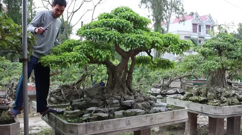 Working in the garden, bonsai Video stock 46457561