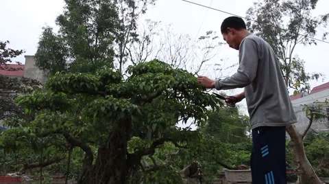 Working in the garden, bonsai Stock Footage 46458340