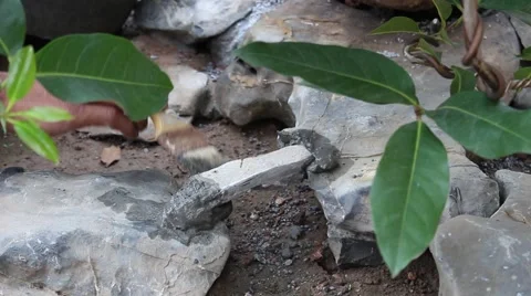 Working in the garden, bonsai Stock Footage 46458522