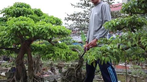 Working in the garden, bonsai Stock Footage 46458606