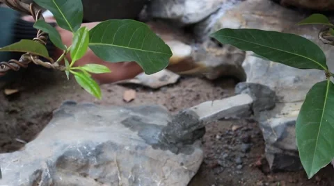 Working in the garden, bonsai Stock Footage 46458752