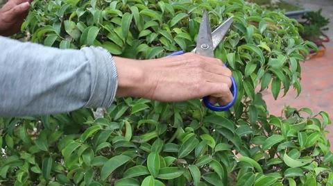 Working in the garden, bonsai Stock Footage 46458826