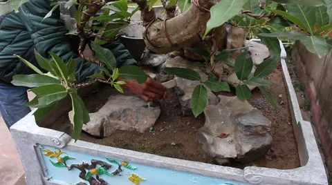 Working in the garden, bonsai Stock Footage 46459182