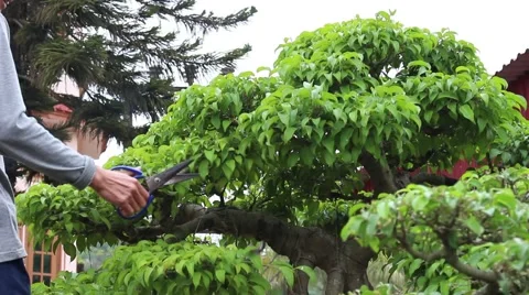 Working in the garden, bonsai Stock Footage 46460413