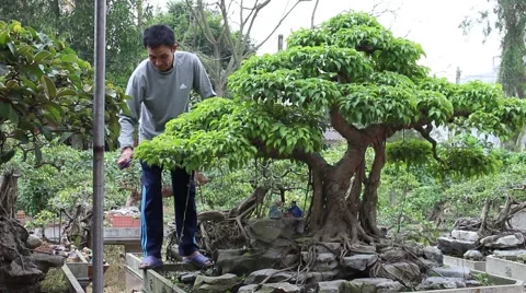 Working in the garden, bonsai Stock Footage 46460506