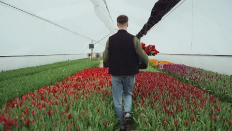 A working gardener walks between flowerbeds of blooming red tulips and carries a Stock Footage 266801273