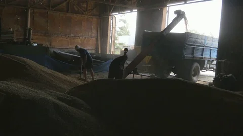 Working in granary at harvest time. Workers-farmers pours the wheat harvest Stock Footage 83879317