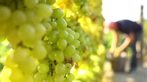 Working on grapes Stock Footage 104884246