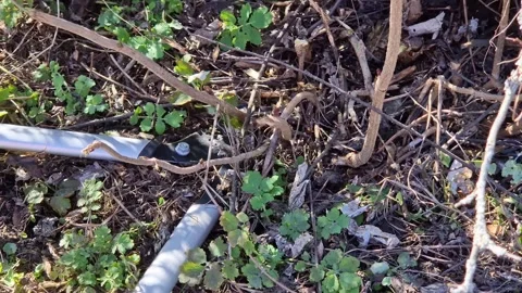 Working with a hand garden tool in the park Stock Footage 331202546
